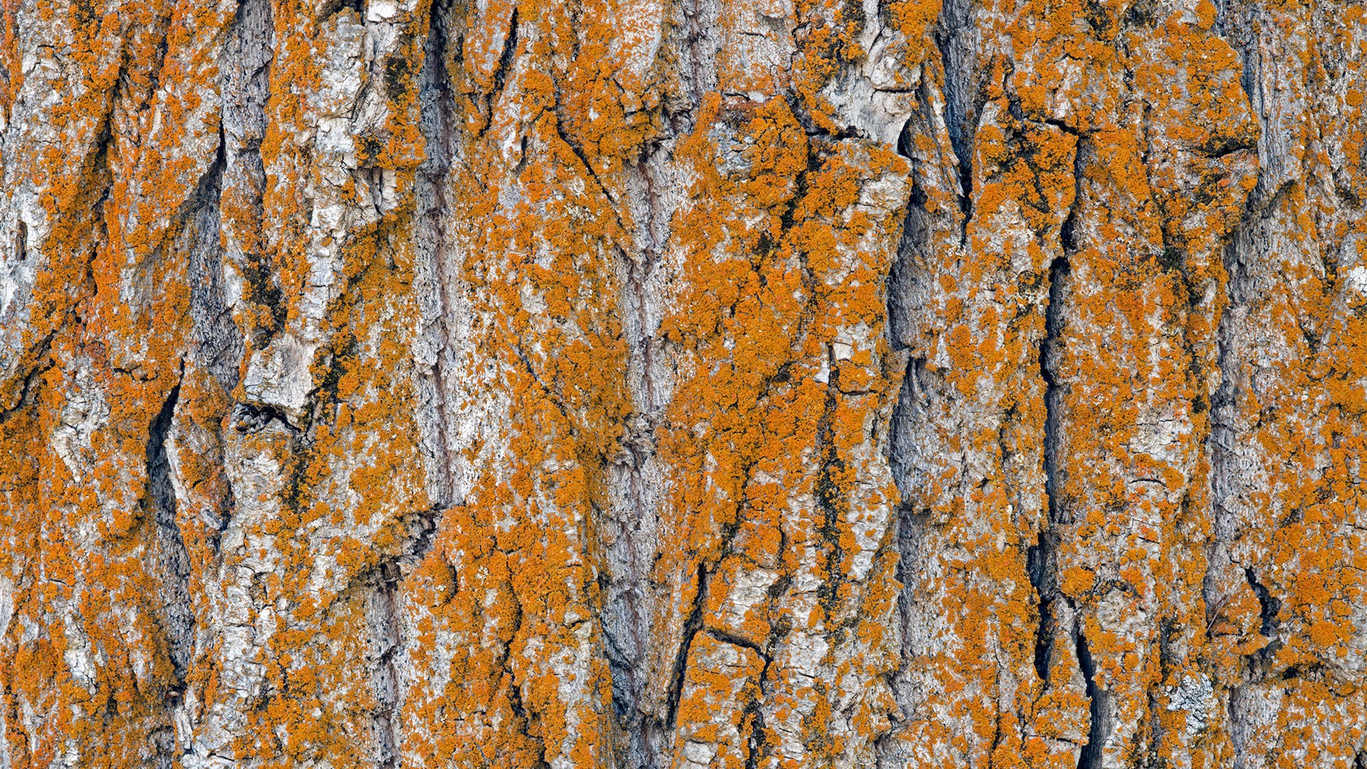 Orange lichen on tree bark wallpapers and images wallpapers, pictures