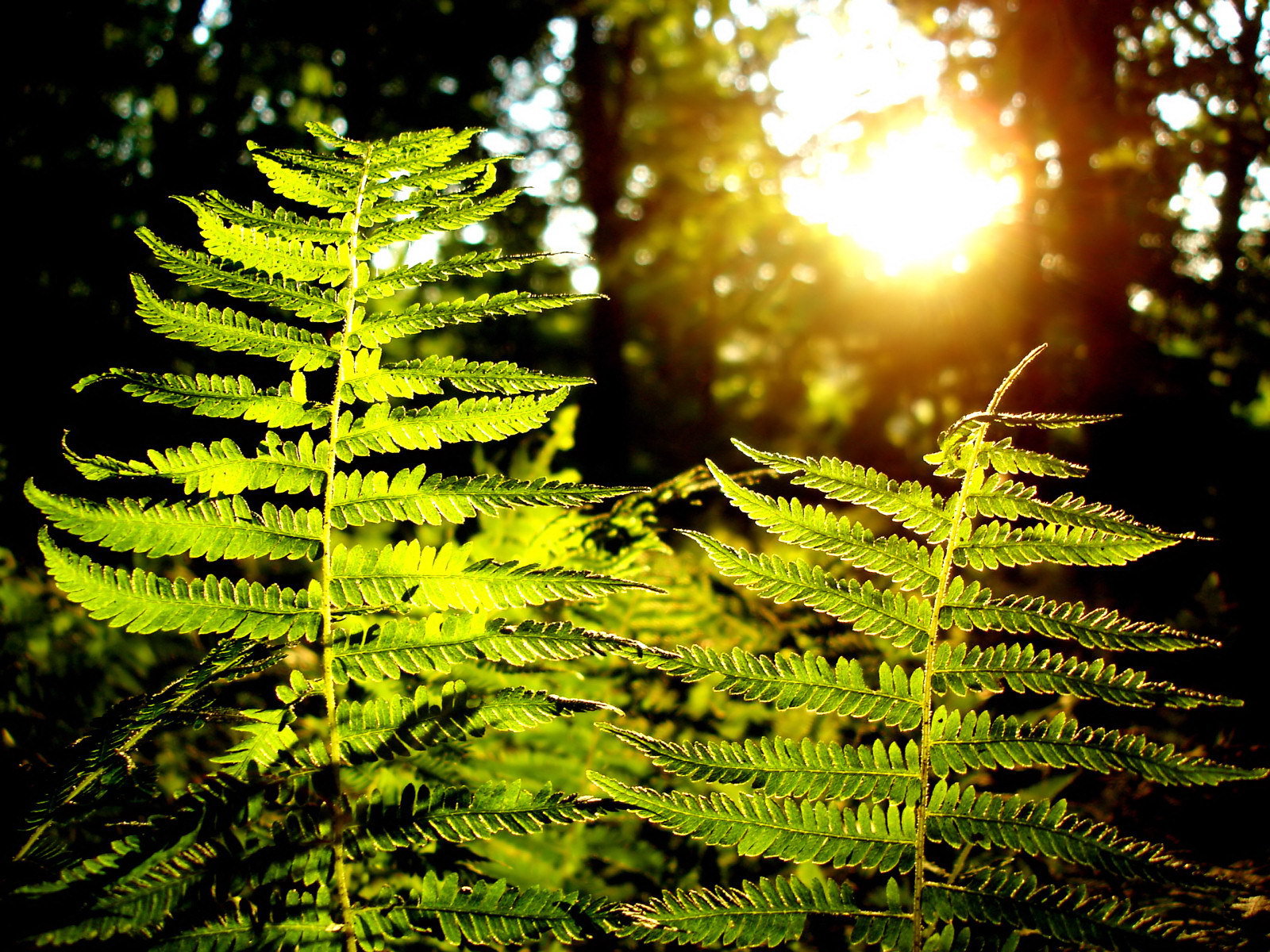 Fern leaves in the sun wallpapers and images wallpapers, pictures, photos