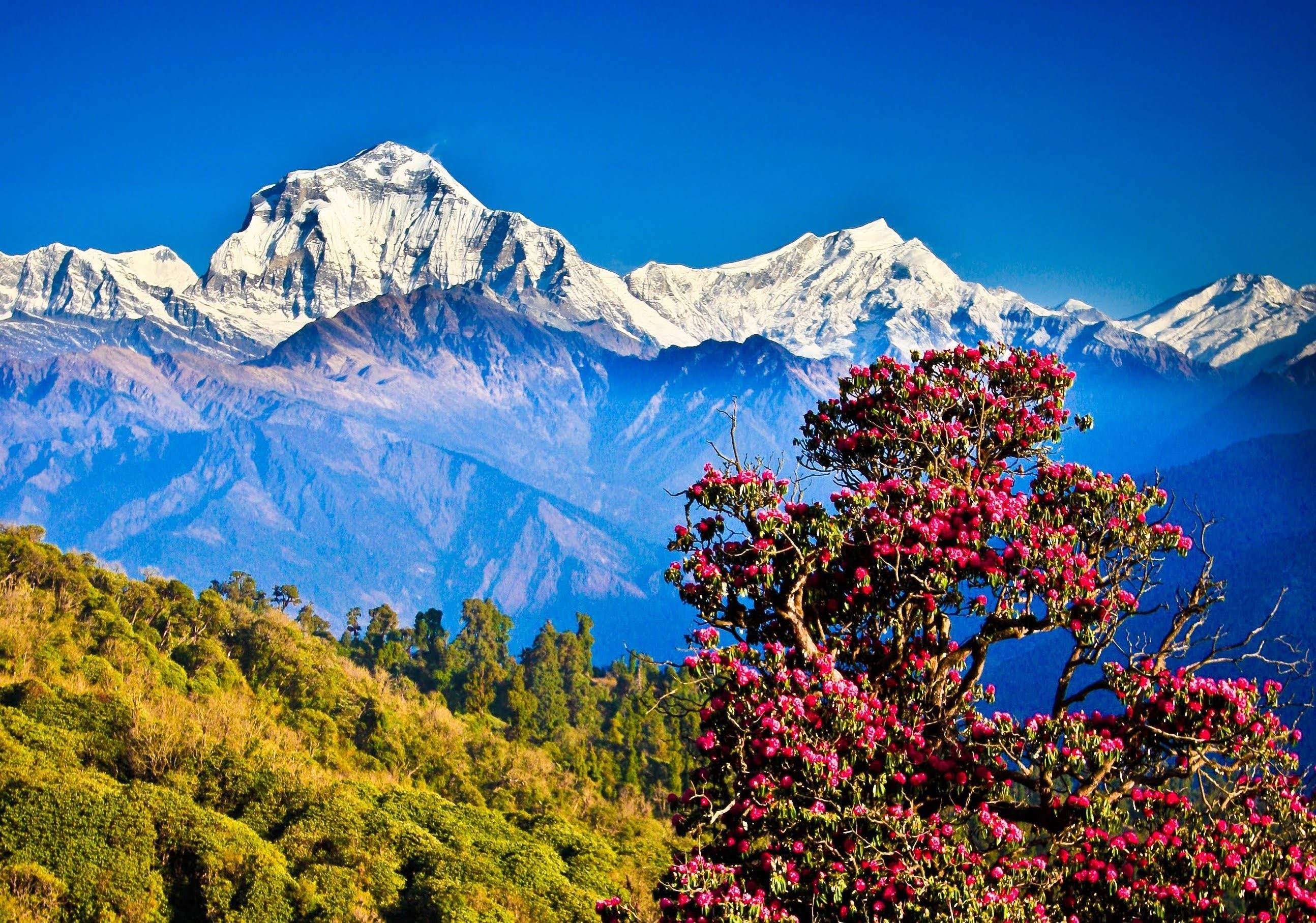 Flowering tree in the Himalayas wallpapers and images 