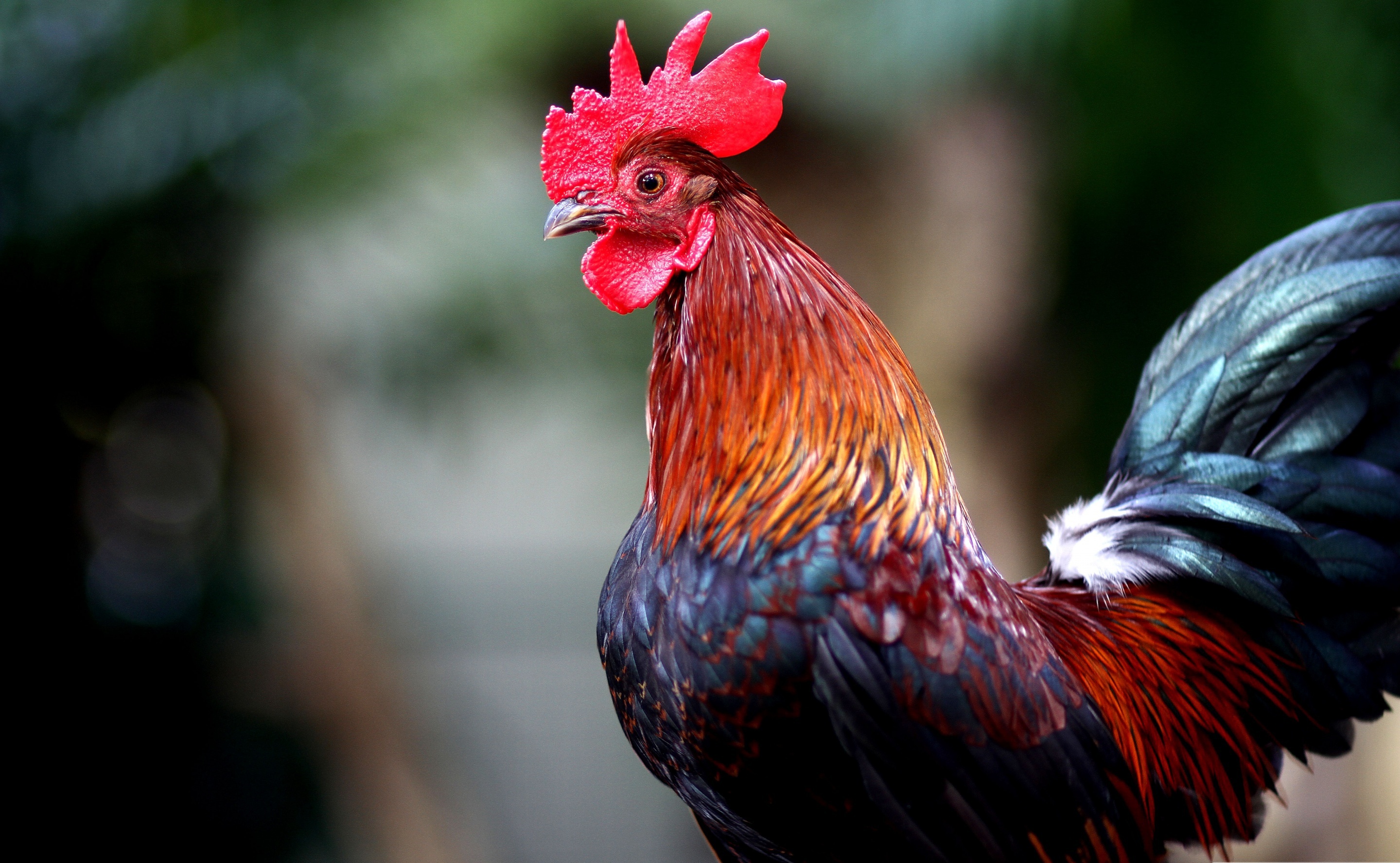 Beautiful Home Cock With A Red Comb Wallpapers And Images Wallpapers Pictures Photos