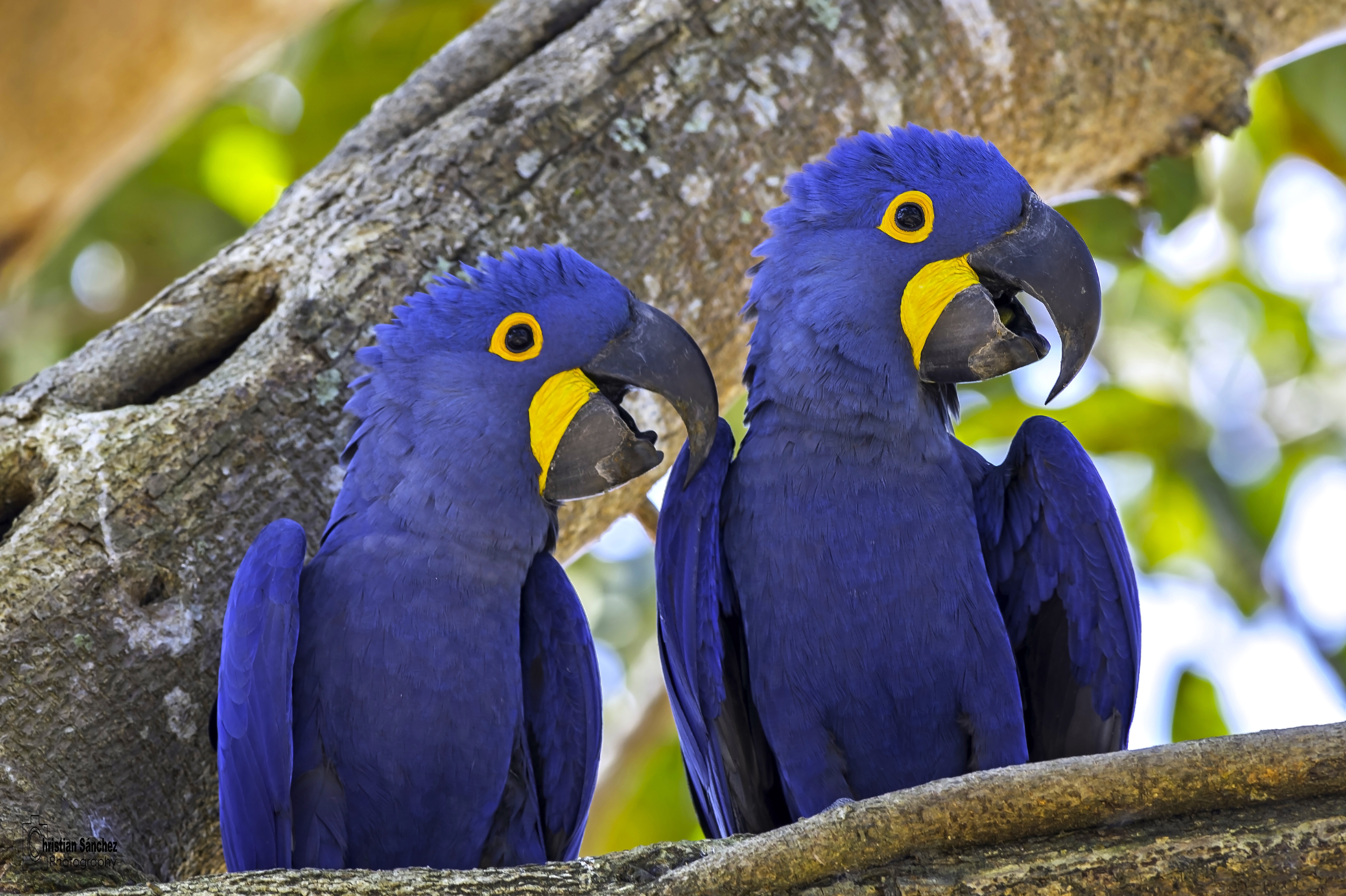 Two parrots of the hyacinth macaw breed are sitting on a ...