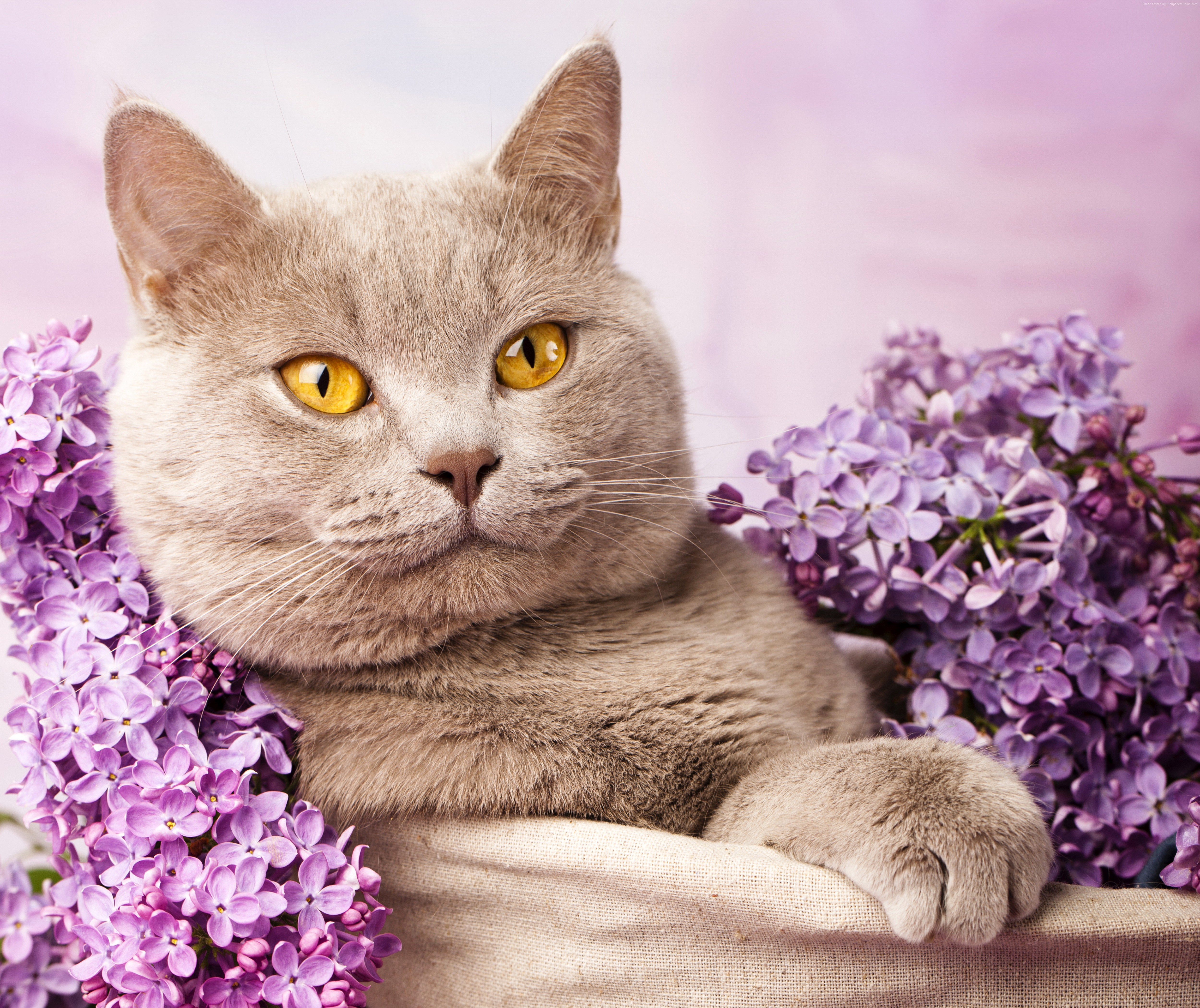 Beautiful British cat with lilac flowers wallpapers and ...