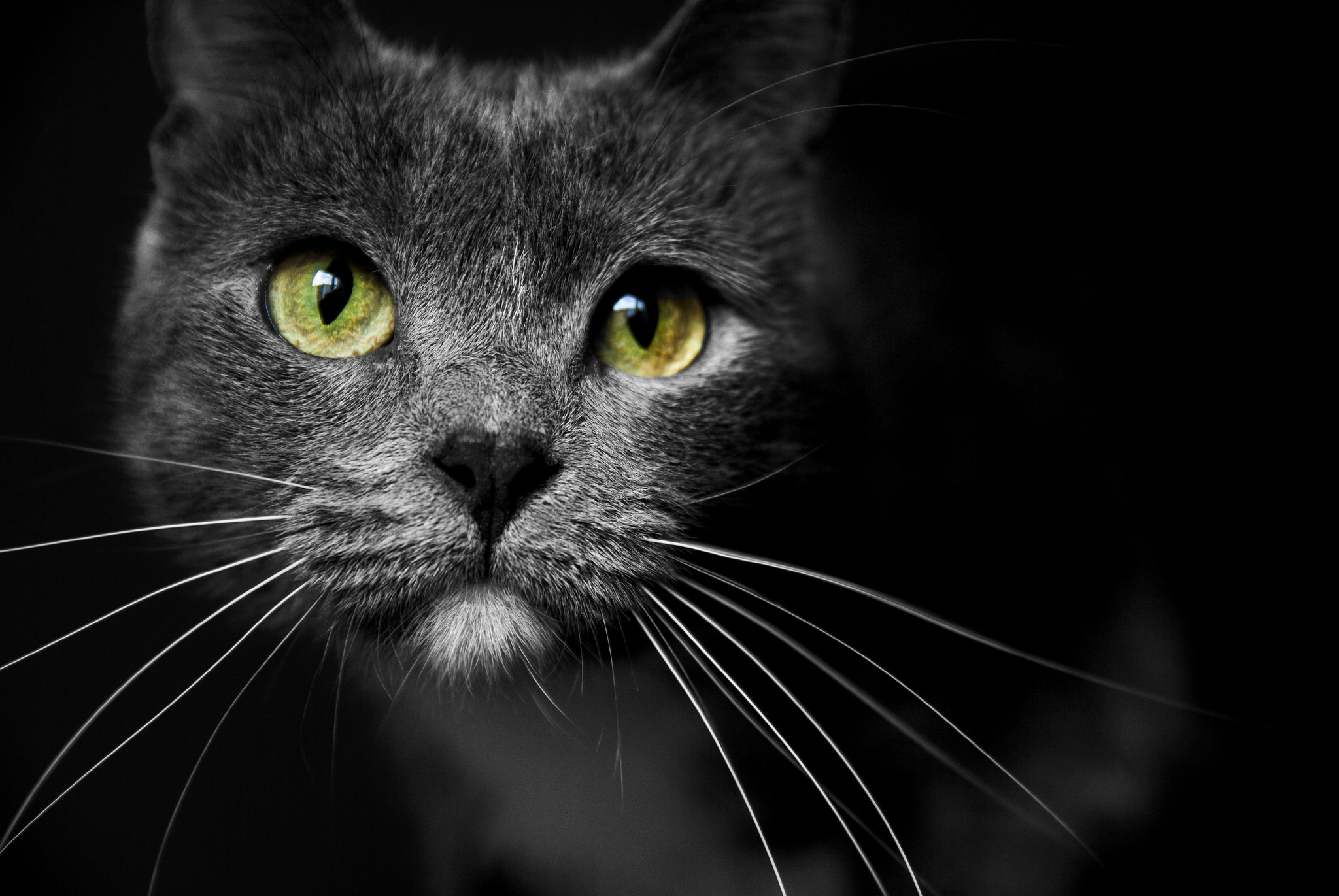 Muzzle of a cat with green eyes wallpapers and images - wallpapers