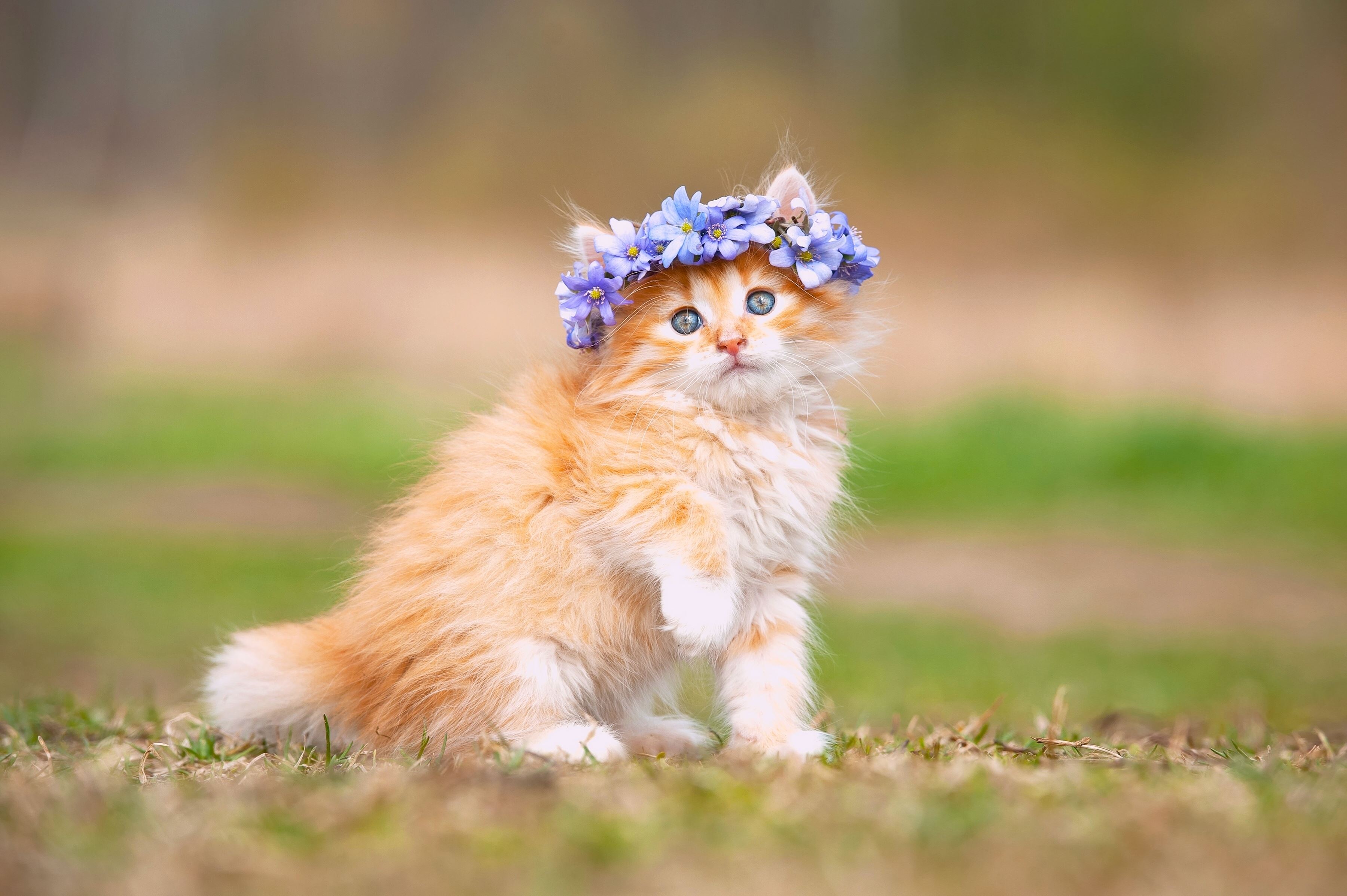 Red fluffy kitten with a wreath of flowers on his head wallpapers and