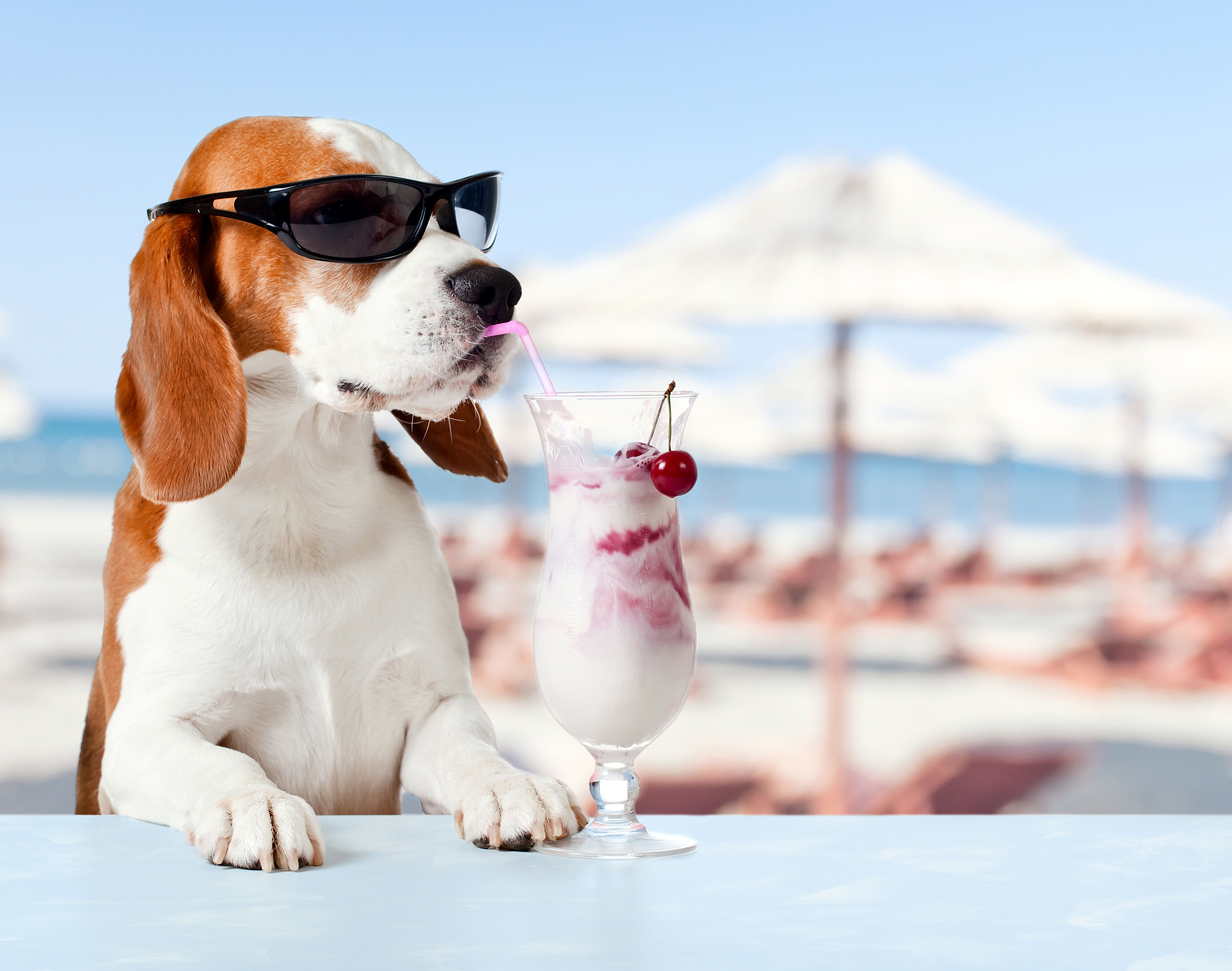 Funny dog of the Beagle breed in glasses drinks a cocktail ...