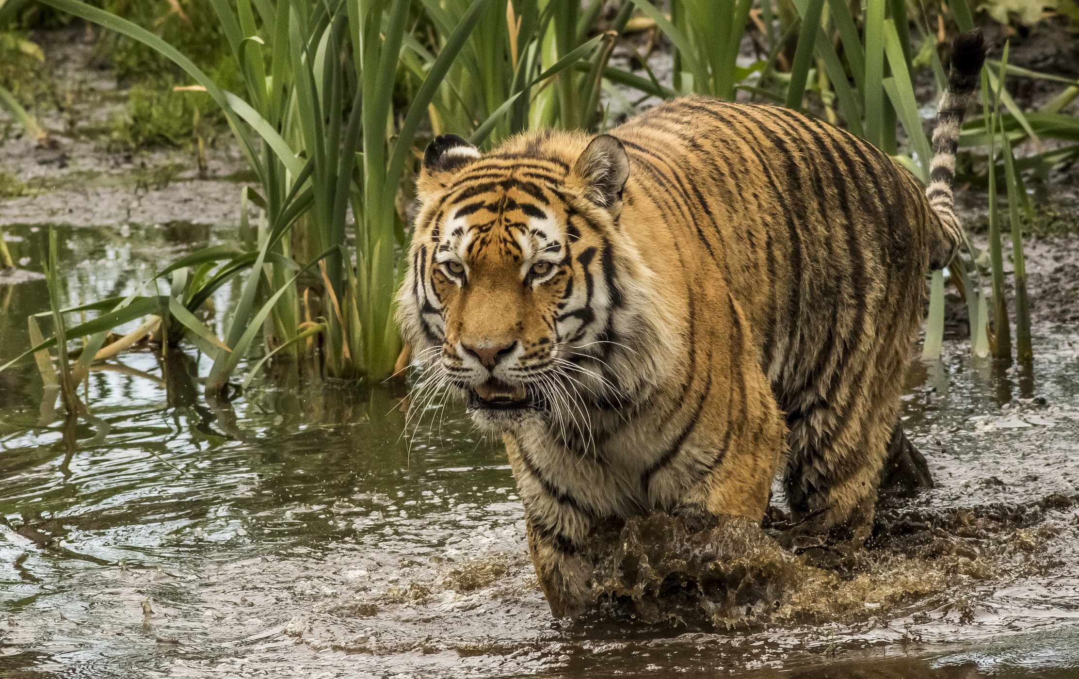 A large tiger walks through muddy water wallpapers and images
