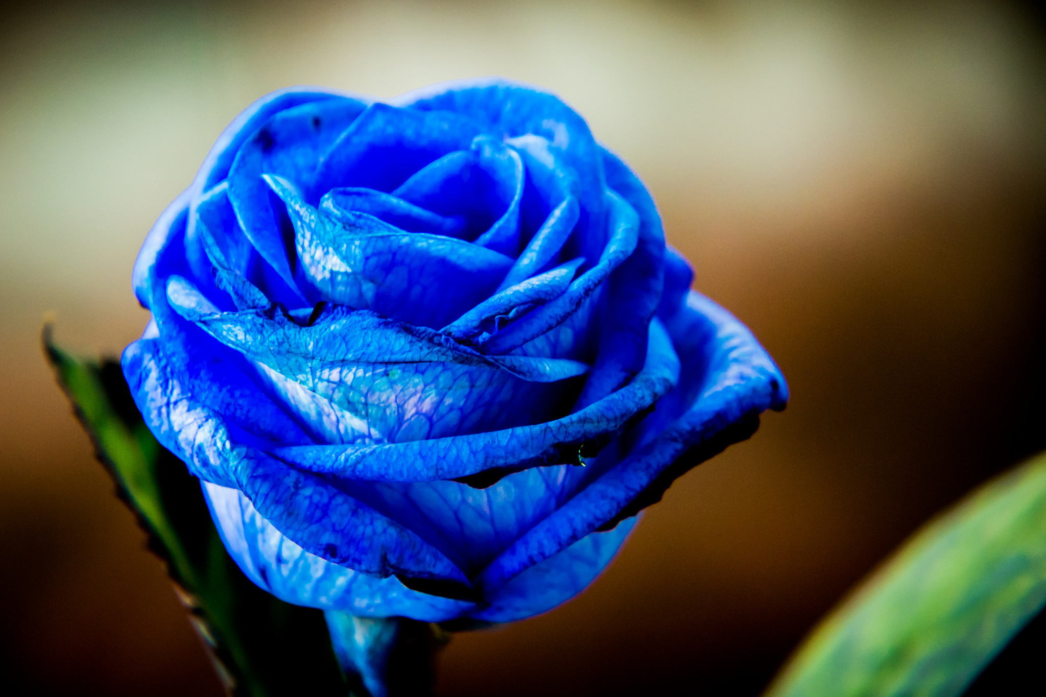 Beautiful blue rose close-up wallpapers and images - wallpapers