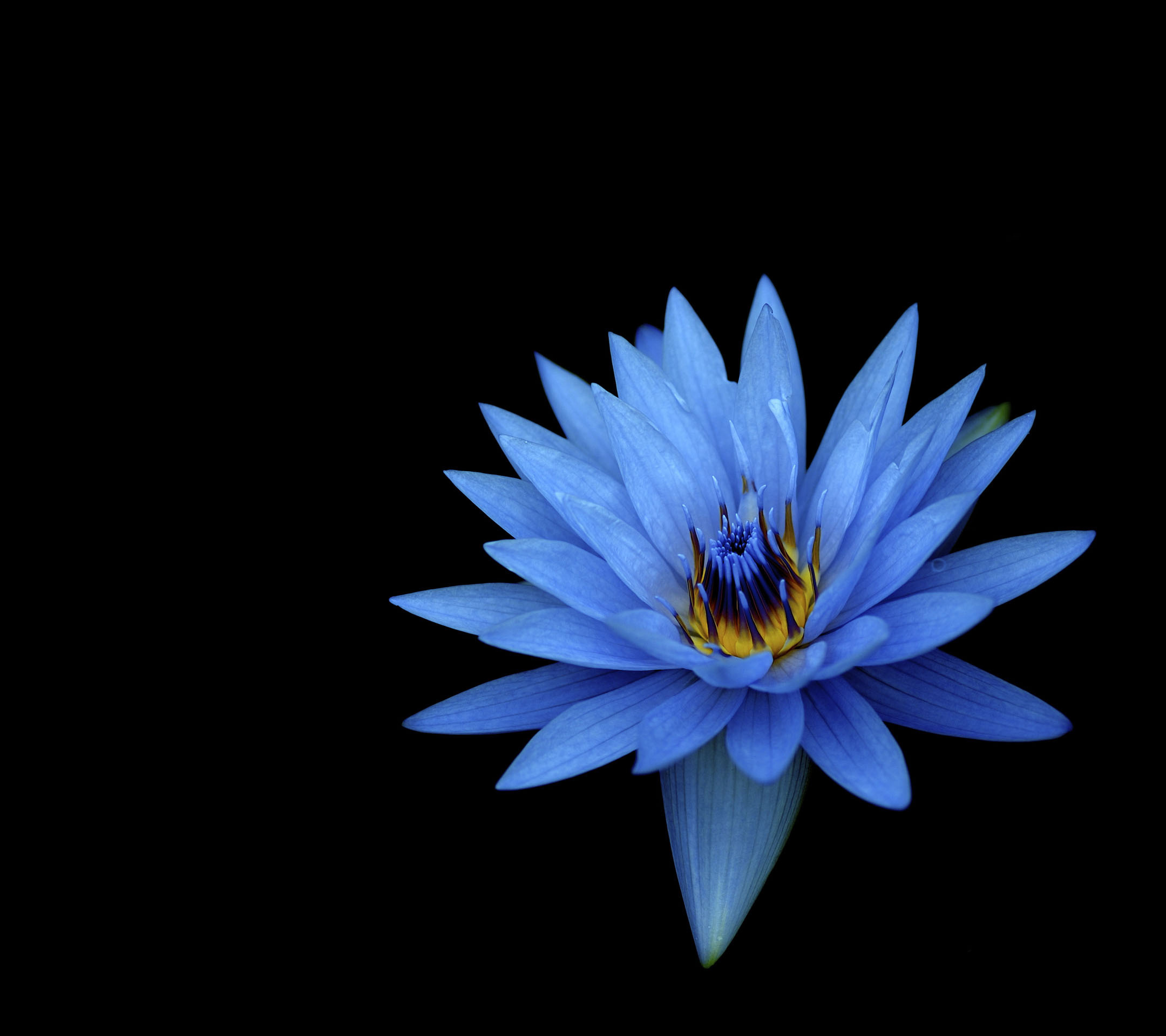 Blue lotus flower on a black background wallpapers and images