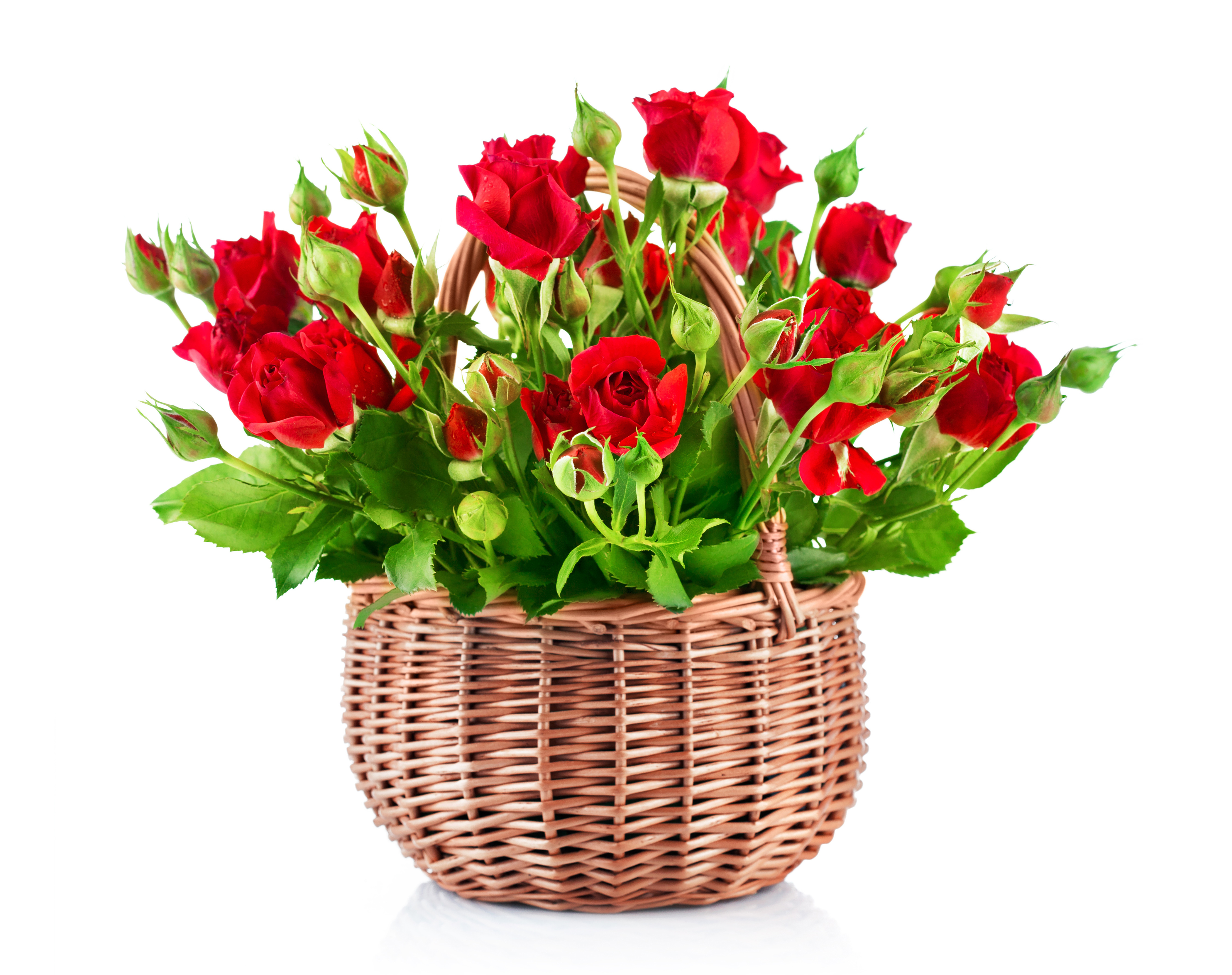 Bouquet of beautiful red roses in a basket on a white ...