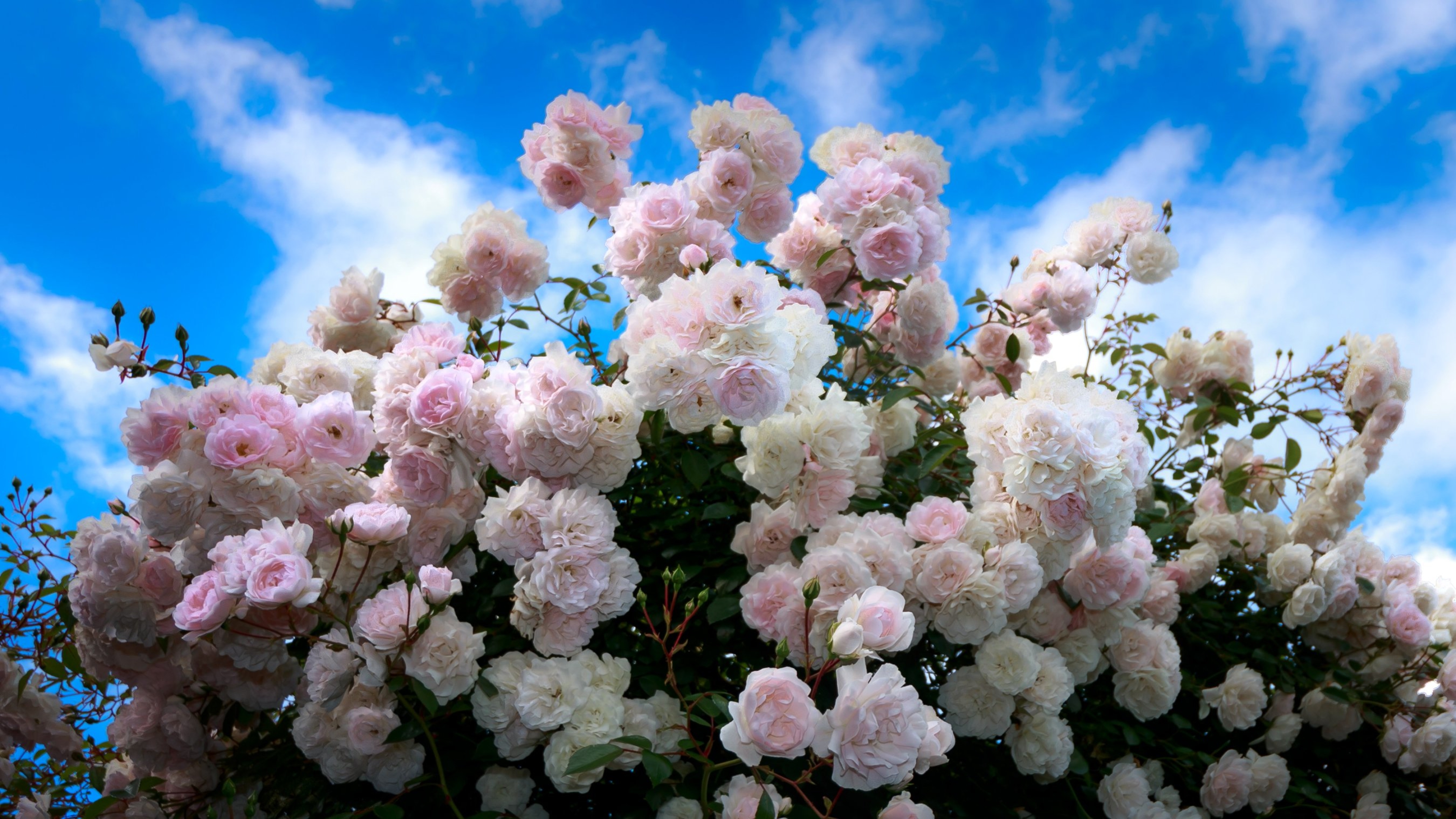 Delicate bush of pink roses against the blue sky ...