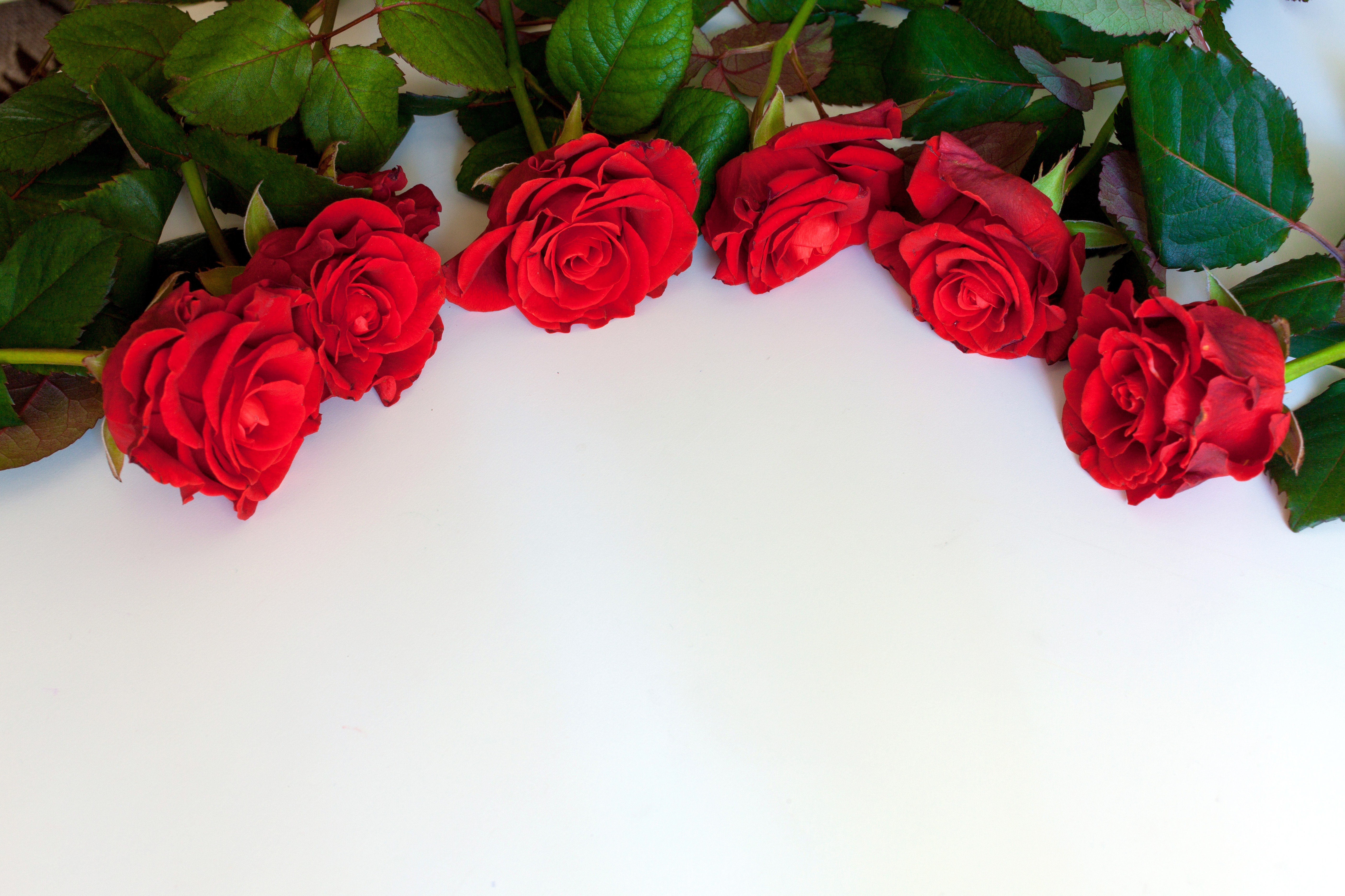 Красивые Розы Для Надписи Поздравления
