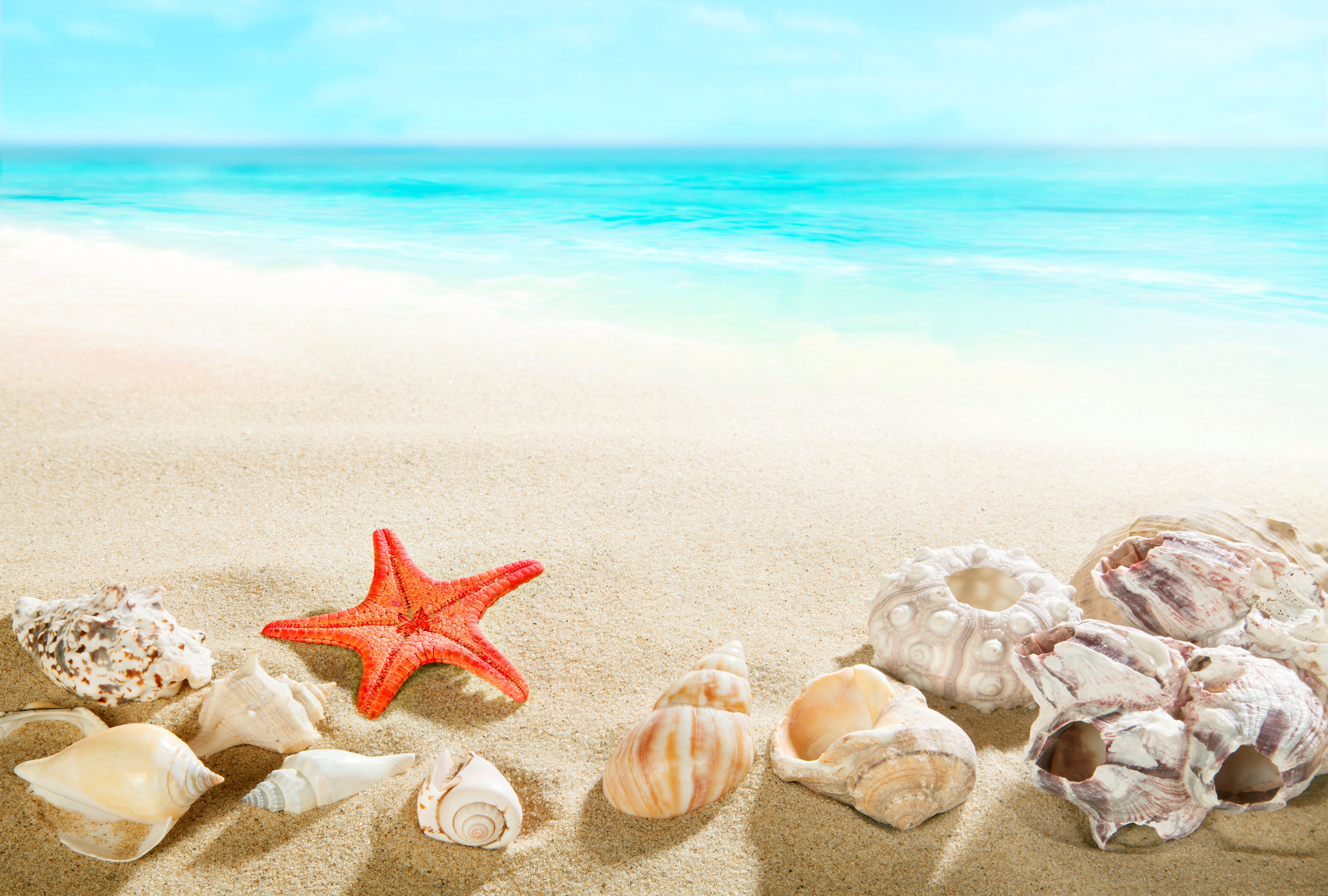 Starfish and seashells on the sand near the blue water of ...
