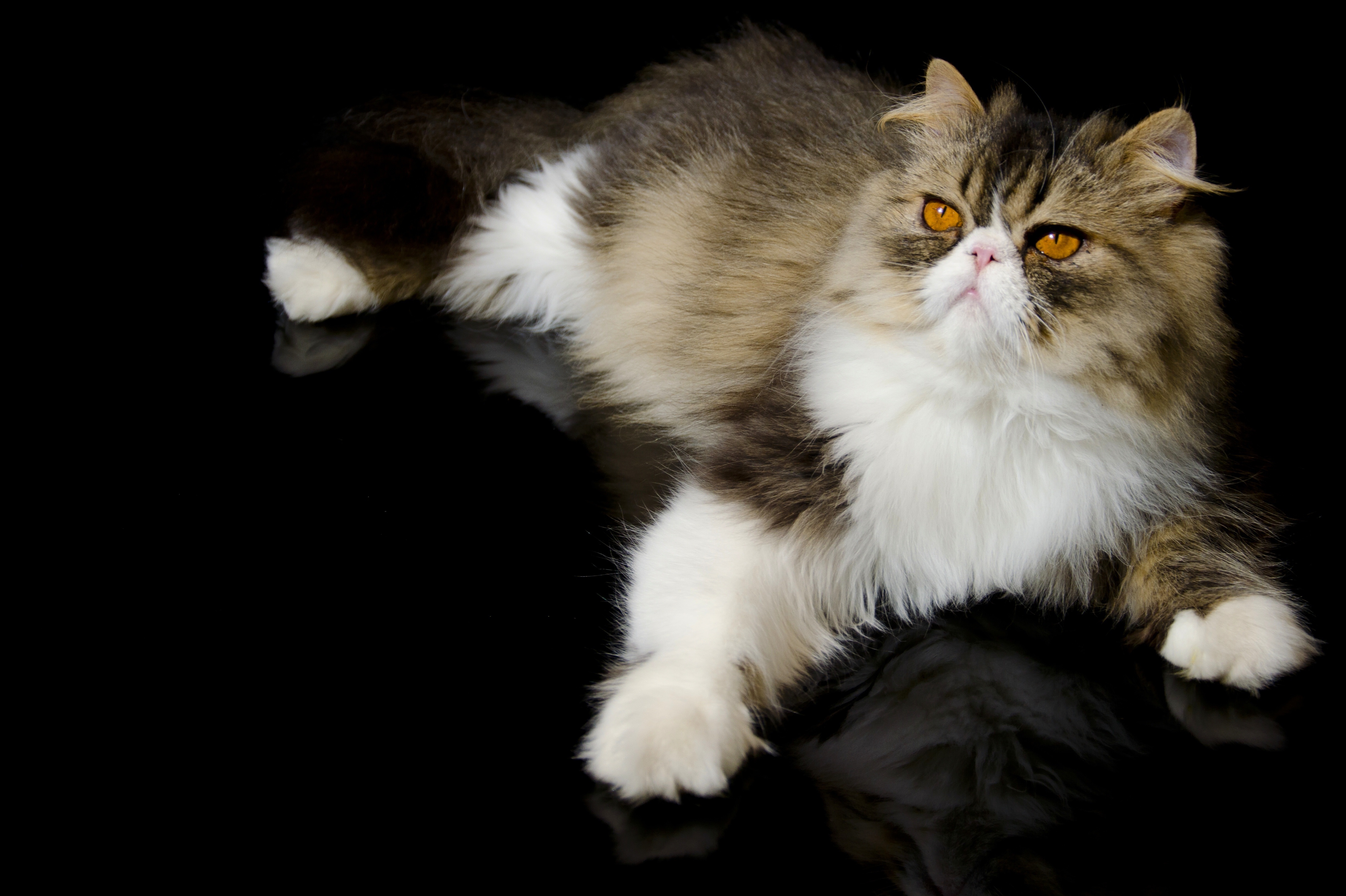 Beautiful Persian cat on a black background wallpapers and images