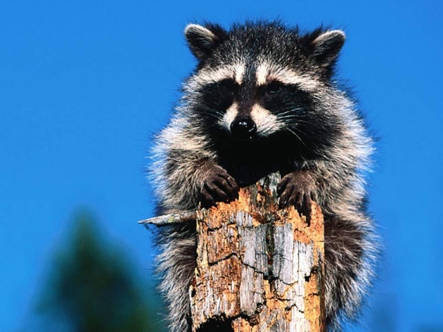 Зверёк на дереве