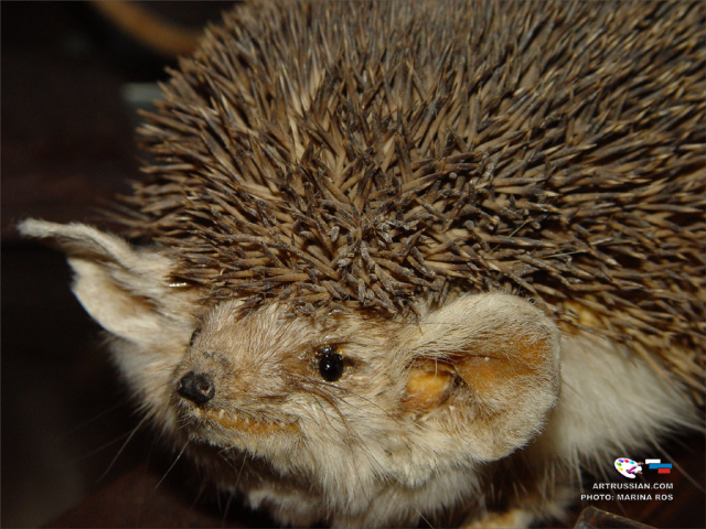 Ушастый ежик