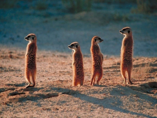 Африканские жители