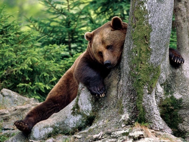 Медведь спит