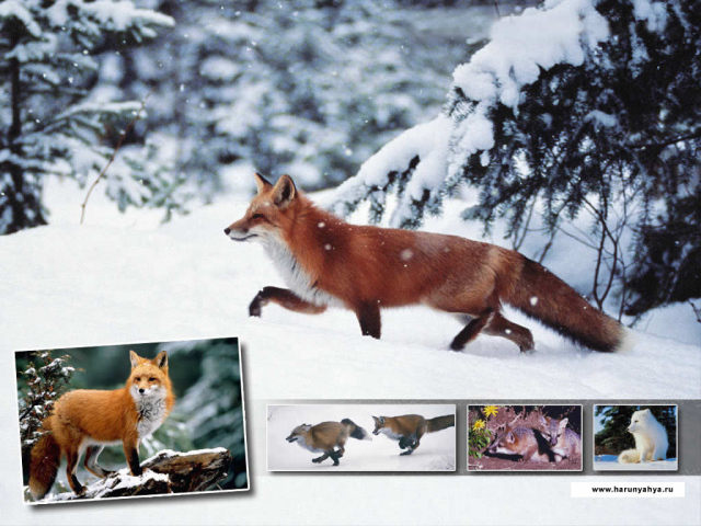 Лисичка зимой