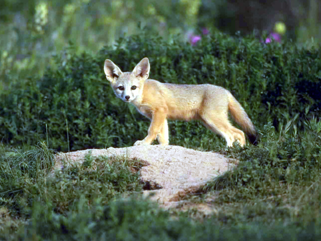 Серый зверёк