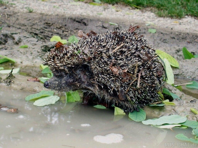 колючий ежик