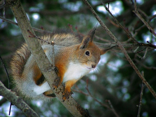 Белка на ветке