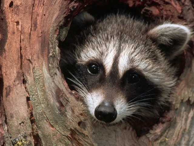 Енот в дупле