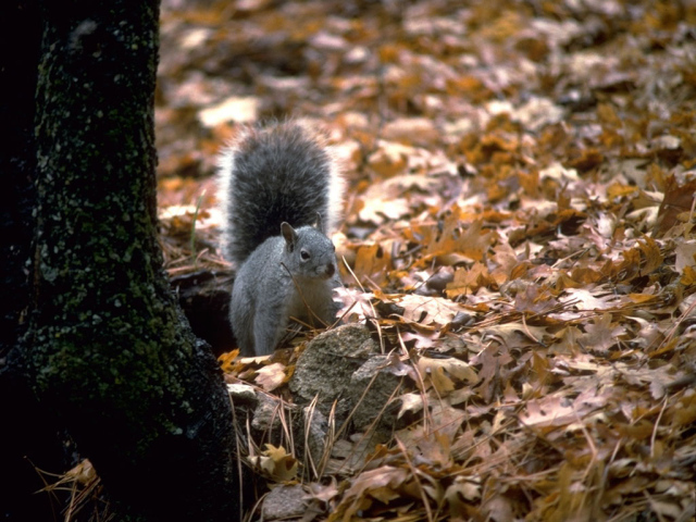 Белая белка