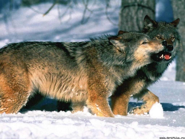 Волк и волчица