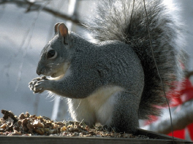 Белка с пушистым хвостом