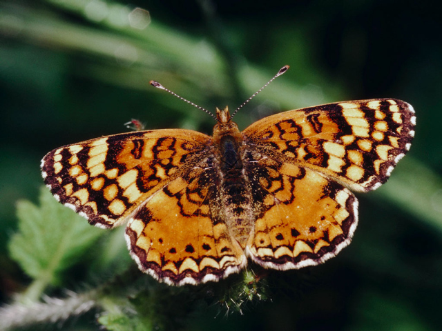 Оранжевая бабочка