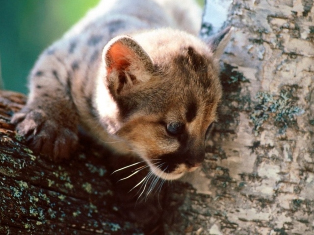 Серый кот на дереве