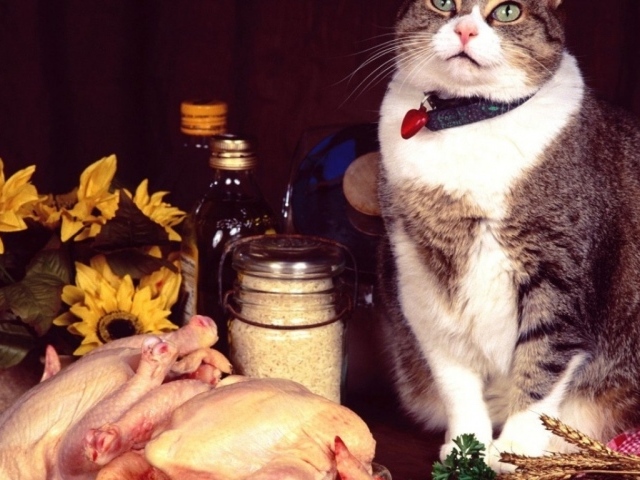 Кошка и еда