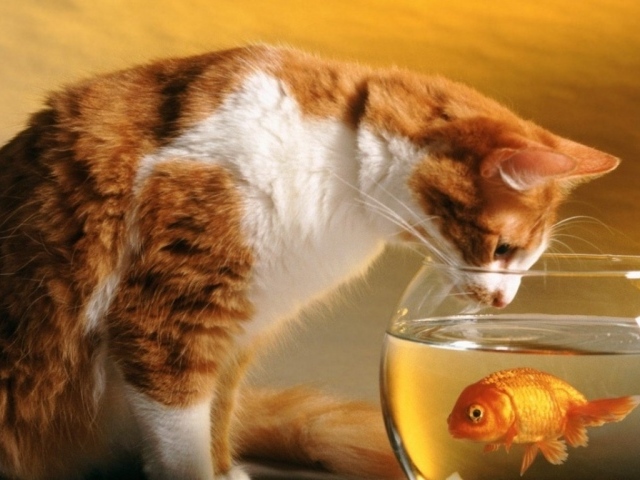 Кот и рыбка