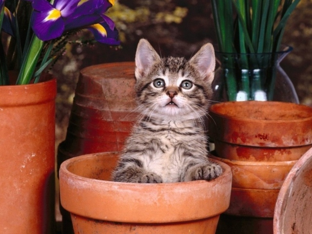 Котик в горшке