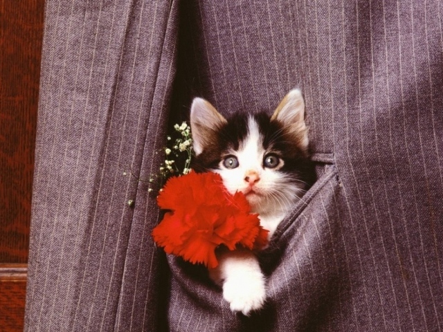 Кошка в кармане