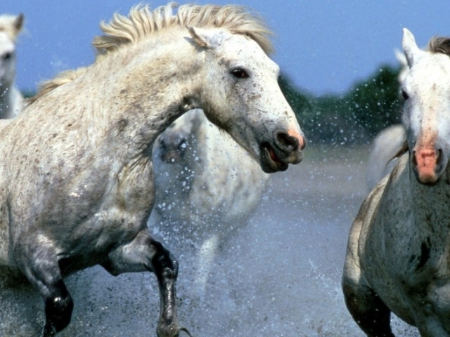 Лошадиные бега