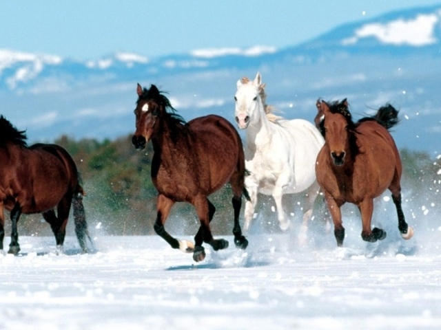 Лошади на снегу