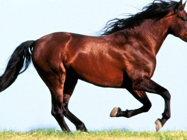 Конь бежит галопом