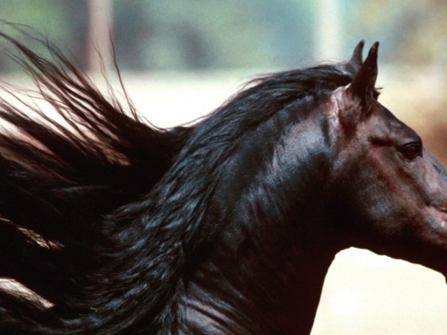 Красивый конь