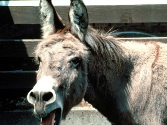 Смешная лошадь