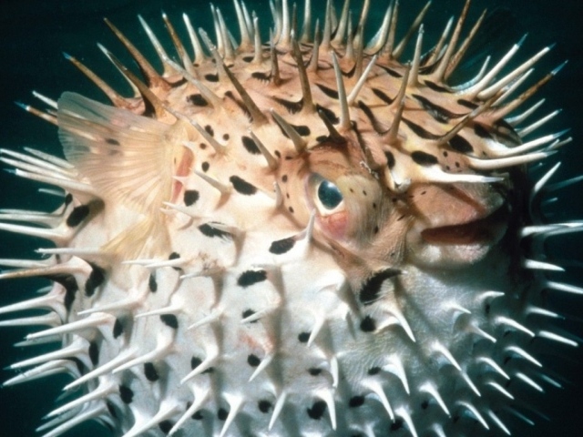 Рыба еж