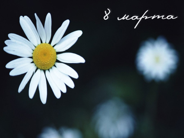 Ромашка 8 марта