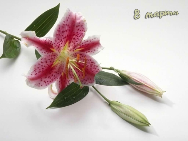 Восьмое марта