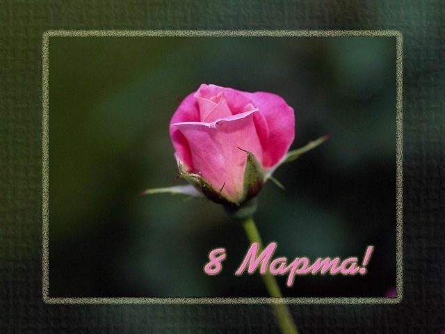 Цветок 8 Марта