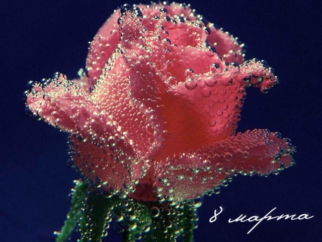 Цветок в подарок женщине