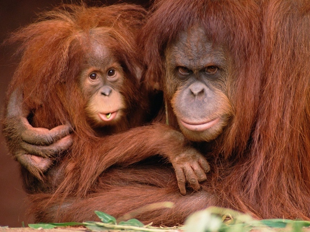 Отец и сын обезьяны