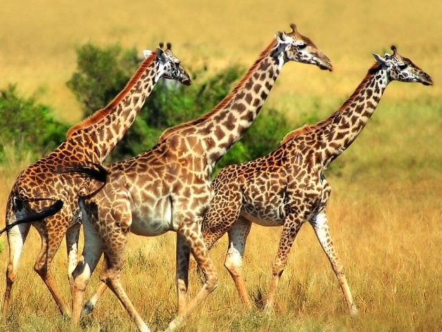 Трио жирафов