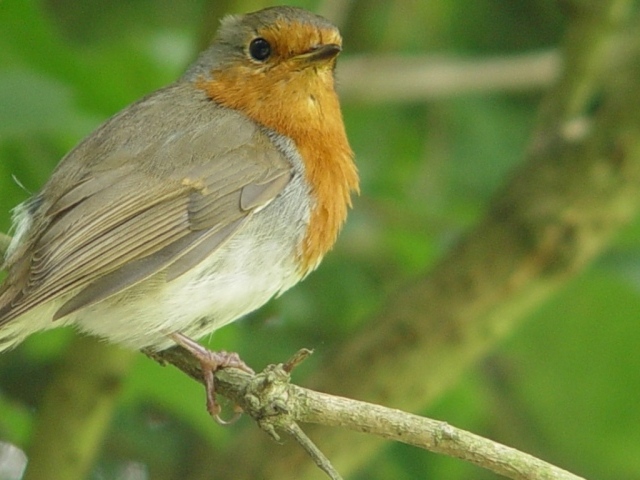 Осмотрительная птичка