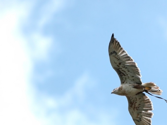 Ястреб в небе