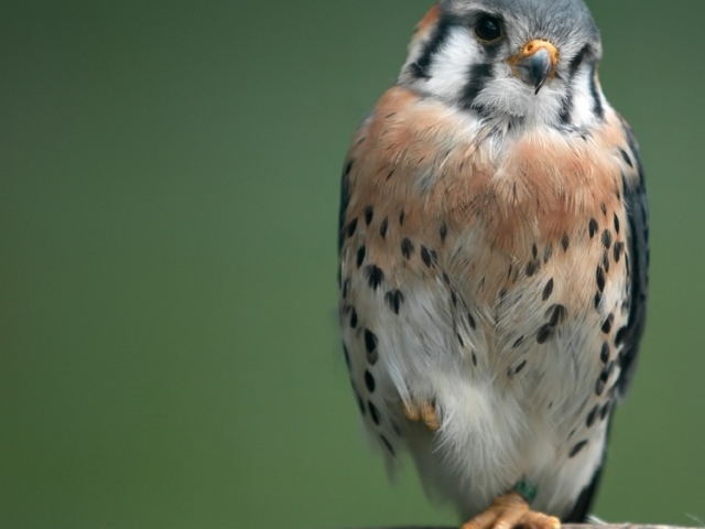 Маленький ястреб на ветке